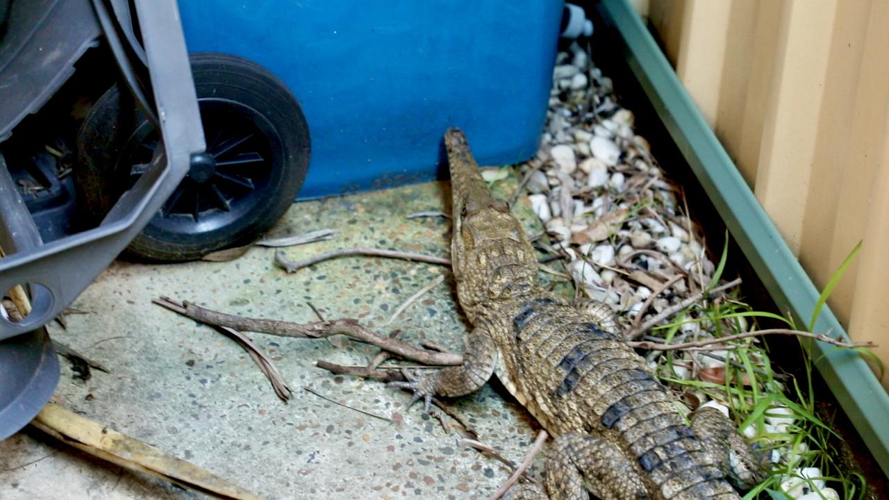 Freshwater crocodiles are native to the NT, Queensland and WA – thousands of kilometres from where it was found by the Reptile Park employees. Picture: Australian Reptile Park