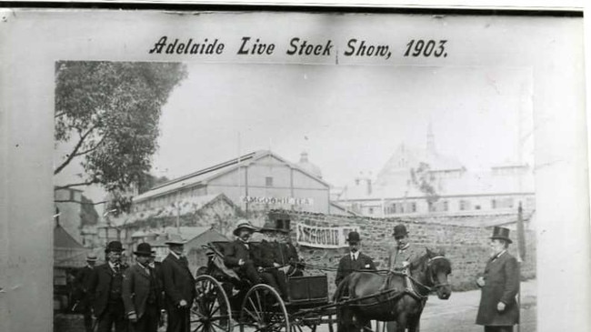 Royal Adelaide Show, 1903. Men inspect livestock on show.