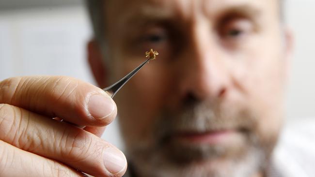 De Stephen Doggett, Entomologist from Westmead Hospital's Department of Medical Entomology holding a tick.