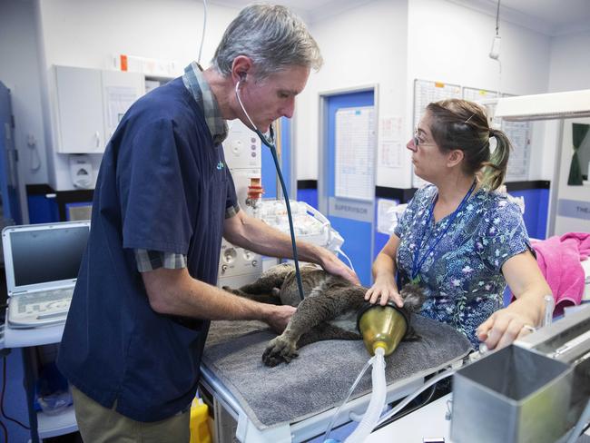 A bushfire injured koala receives treatment at the RSPCA Wildlife Animal Hospital. Picture: Nigel Hallett