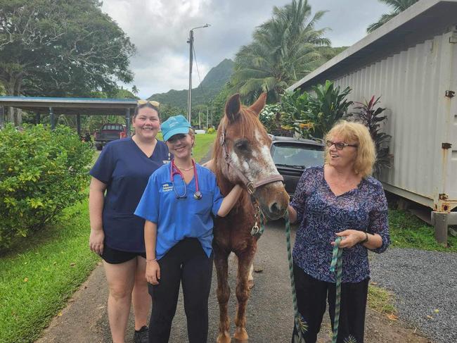 There is only one horse on the entire island of Rarotonga. Picture: Vets Beyond Borders