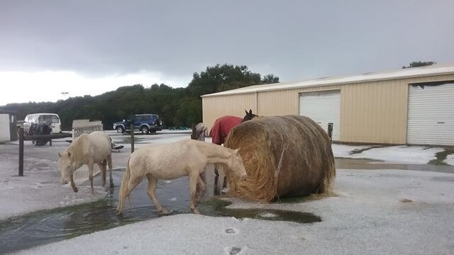 Horses at Cape Paterson this morning. Picture: Ionee Reid