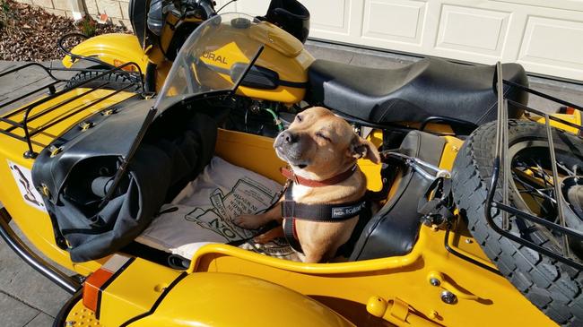 Millie the English Staffie from Sunbury loves going for rides in the sidecar. Picture: Greg Bolger