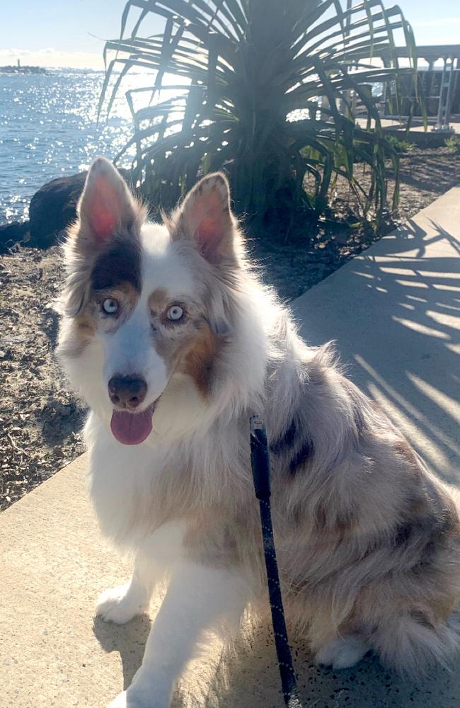 Bowie the blind Australian shepherd was allegedly stolen from the Durman family’s Southport home in July. Picture: supplied