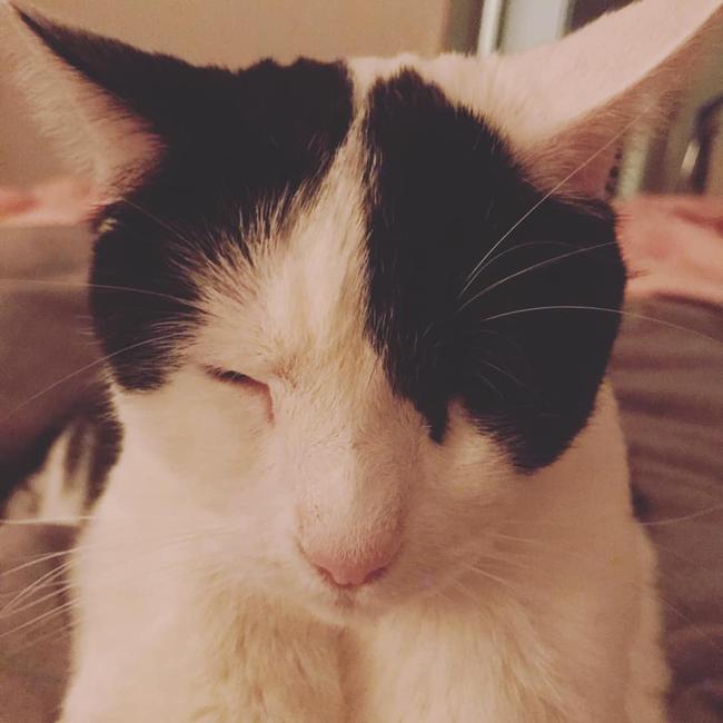 Bella doing what she does best, giving love. International Cat Day. Reader pet photos. Picture: Melissa Pleschka