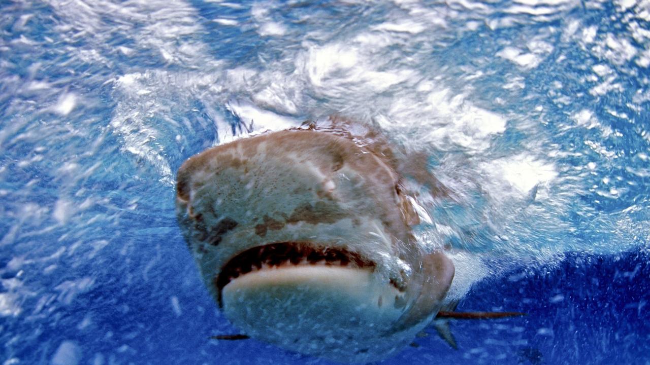 Authorities are investigating a shark attack.