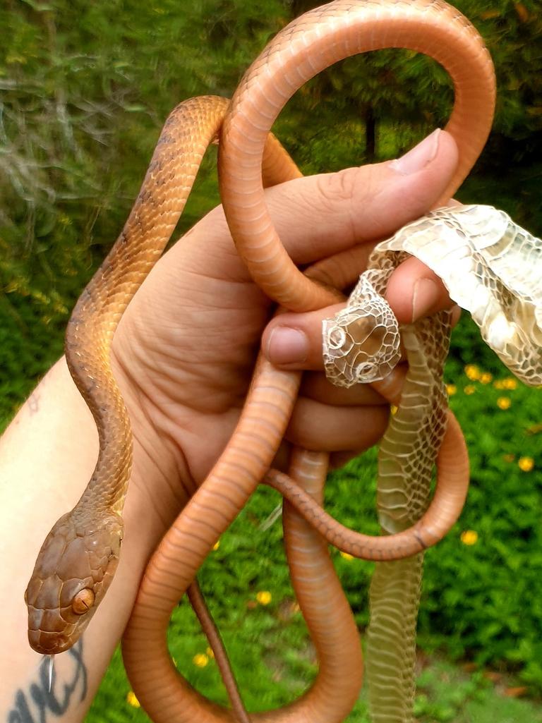 Brown tree snake with fresh shed at Tamborine Mountain. Gold Coast and Brisbane Snake Catcher Tony Harrison's best photos. Photo: Gold Coast and Brisbane Snake Catcher