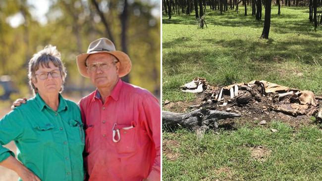 Judy and Mick Cook found one of their cows mutilated with no traces of blood. Pictures: Stuart Quinn (L), Duncan Evans (R)