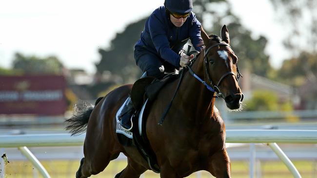 Wicklow Brave has impressed trackwatchers with his work at Werribee. Picture: Colleen Petch.