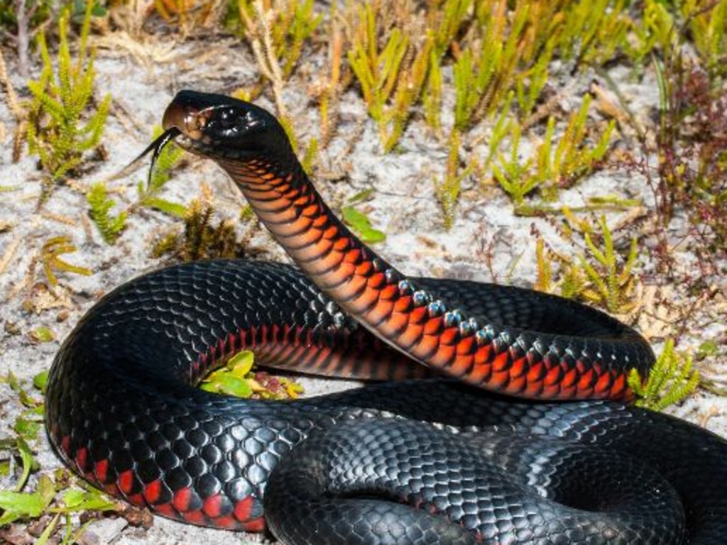 Australia's most dangerous snakes top 10
