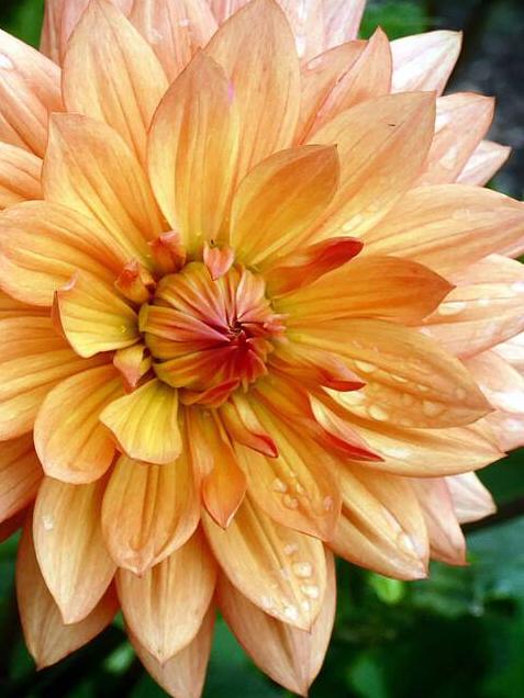 ‘Orange Ruby’, a dinner plate dahlia