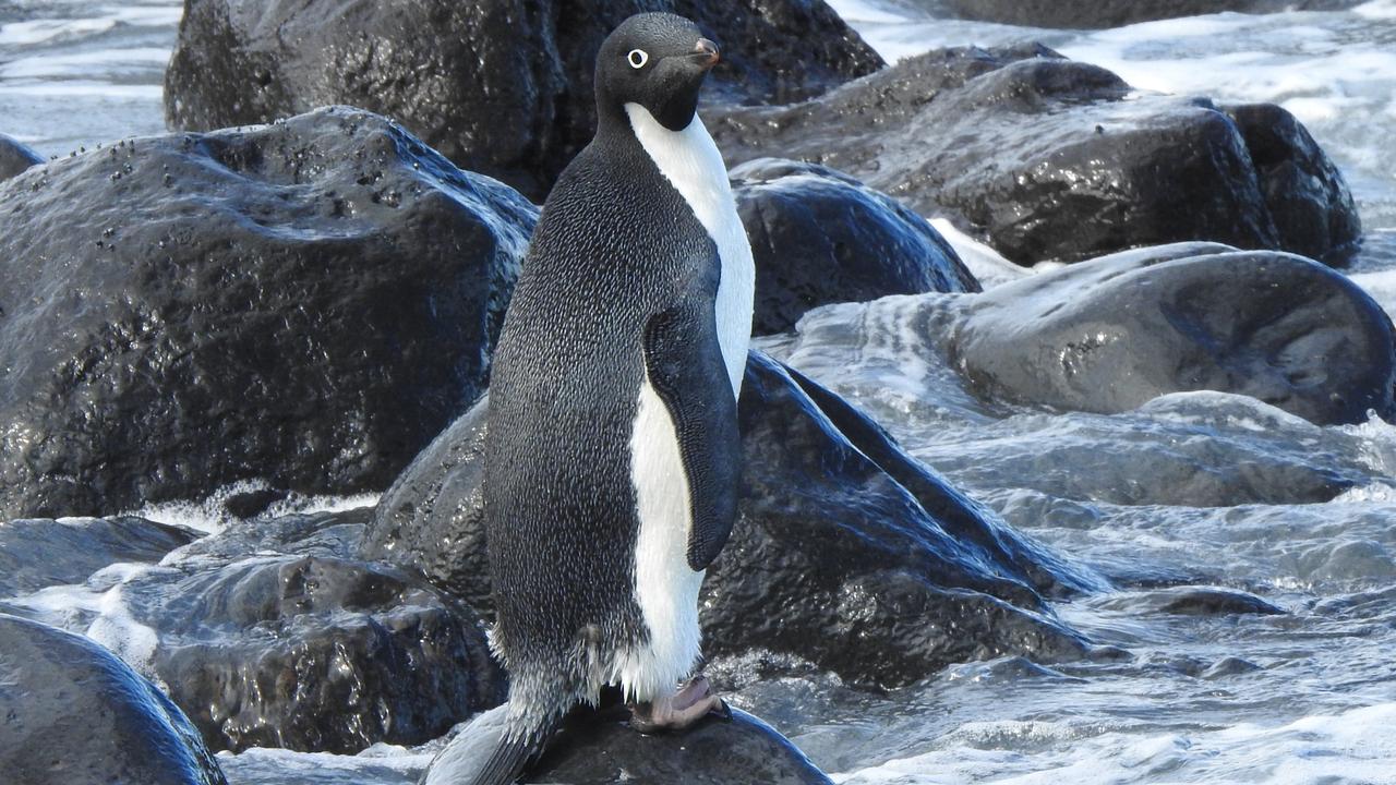 Pingu the intrepid adelie penguin showed up south of Christchurch, about 3000km from his Antarctic home. Picture: Allanah Purdie, NZ Department of Conservation