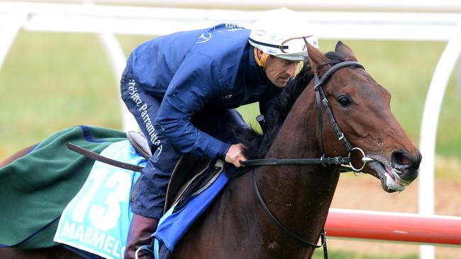 Marmelo ticks plenty of boxes in the Melbourne Cup.