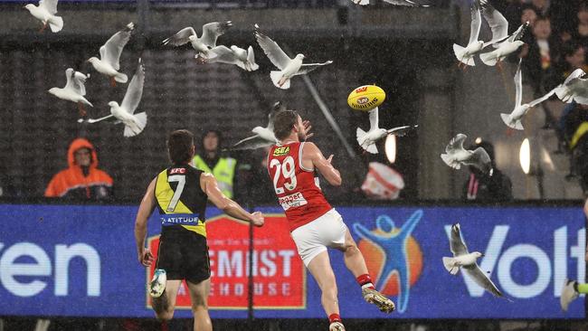 Jimmy Webster of the Saints battles with the seagulls to mark on Saturday night. Picture: Michael Klein