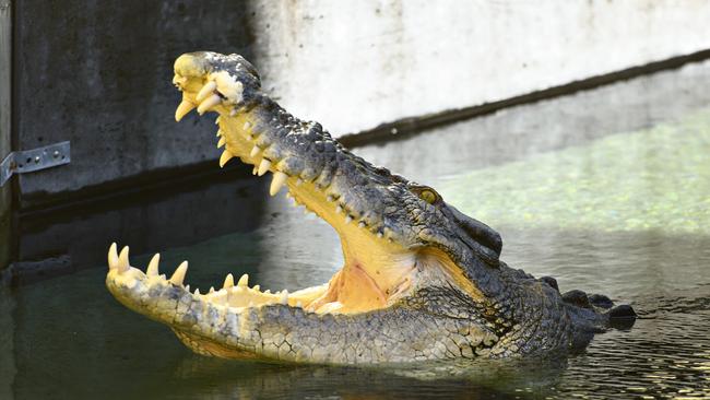 Shock croc... The coast guard fired a gun at the reptile, which caused it to release the body and flee.