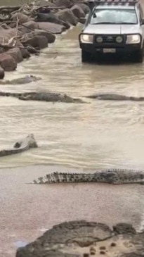 Dozens of crocs seen on morning commute