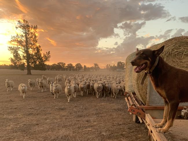 Rosie watches on while feeding a mob of ewes due to lamb in June at her farm Koolabah at Henty, NSW. Picture: Jennifer Cotter