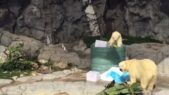 Mishka the polar bear celebrates second birthday at Sea World on the Gold Coast