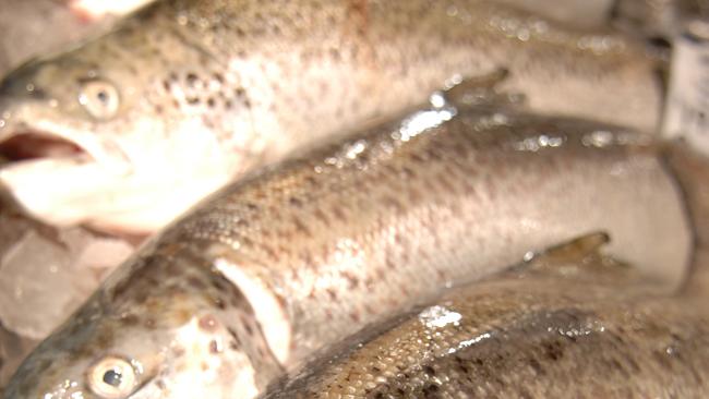 Researchers found half of farmed salmon across the globe suffer from an inner ear deformity.