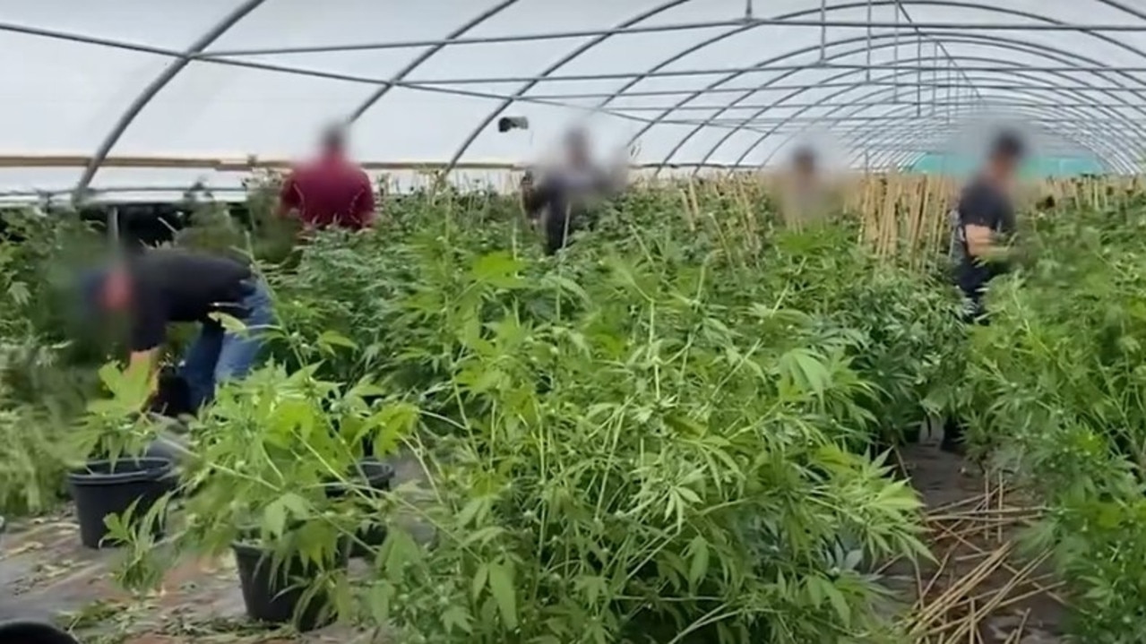 Police charged 14 people after shutting down an extensive marijuana operation at Isis Central, with almost 47,000 plants and seedlings found at the property in 2022.