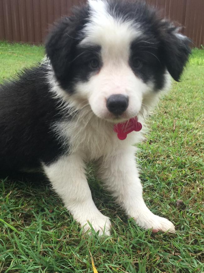 MILLIE: This fun loving Border Collie puppy loves to play with her toys and basically delight her family simply by existing.