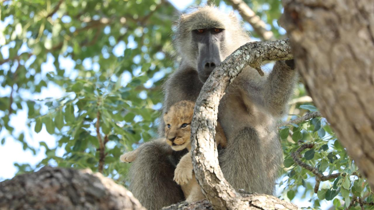 The fate of the young cub is unfortunately unknown, but it’s not expected to have survived. Picture: www.kurtsafari.com/ Magnus News.