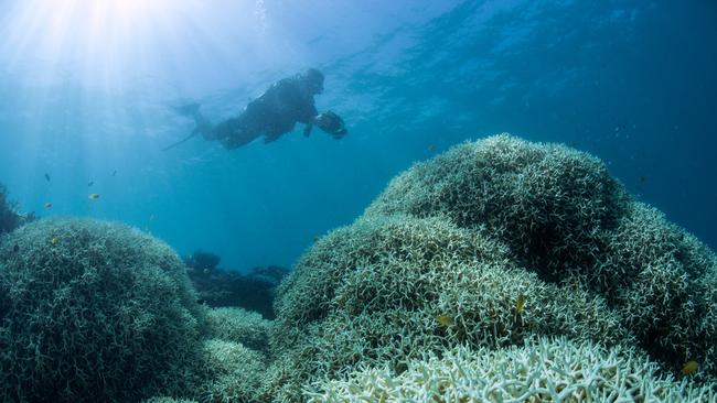 19/03/2016: CoralWatch team films coral affected by bleaching at the Great Barrier Reef in Lizard Island in northern Queensland. The threat level has prompted the Great Barrier Reef Marine Park Authority to lift its response to Level 3 - the highest response level. PLEASE CREDIT: XL Catlin Seaview Survey