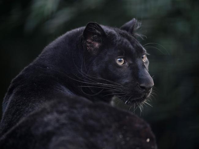 Black panther Akilla relaxes at the Dutch Fondation Lion (Stichting-Leew foundation) in Anna Paulowna on November 10, 2020. - Akilla disappeared from the radar a year ago after being stolen from the Maubeuge zoo in September 2019, where she was entrusted after being rescued from a roof top in ArmentiÃ¨res, in the north of France. She was  recently located by the association Action Protection Animale (APA) in the Netherlands who took a DNA sample and confirmed that the Dutch panther Akilla and the French panther Louise are in fact the same animal. The feline made the headlines after she was photographed roaming on the roof of a building in ArmentiÃ¨res. Then a few months old, the panther had passed through the window of the apartment where she lived, left open, before being captured by the firefighters. (Photo by JOHN THYS / AFP)