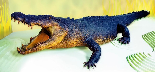 Sweetheart, a large male saltwater crocodile, is also a big thing. Picture: Museum and Art Gallery Northern Territory