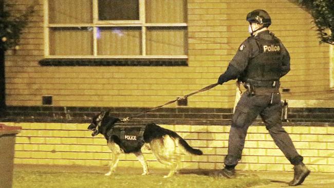 The dog squad at the scene. Picture: Alan Barber