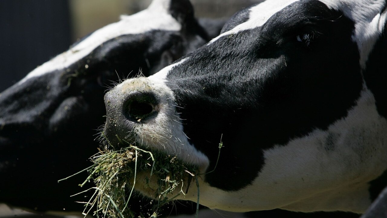 Farmers and MPs split on how to handle Indonesia's foot and mouth disease outbreak