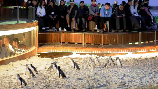 Spring is one of the best times to experience the Penguin Parade. Picture: Bernard Yeung