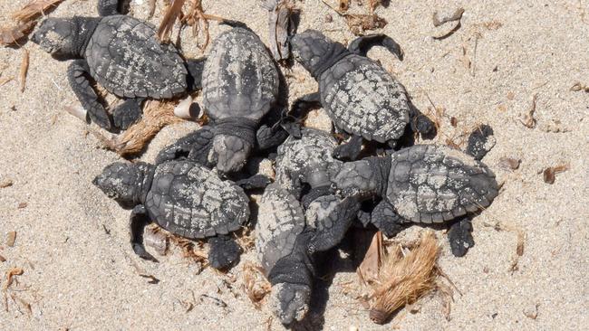 Volunteers will be trained to become a citizen scientist and gather information which will contribute to understanding how to help protect these threatened species in Northern NSW. Photo: AKIM REZGUI.