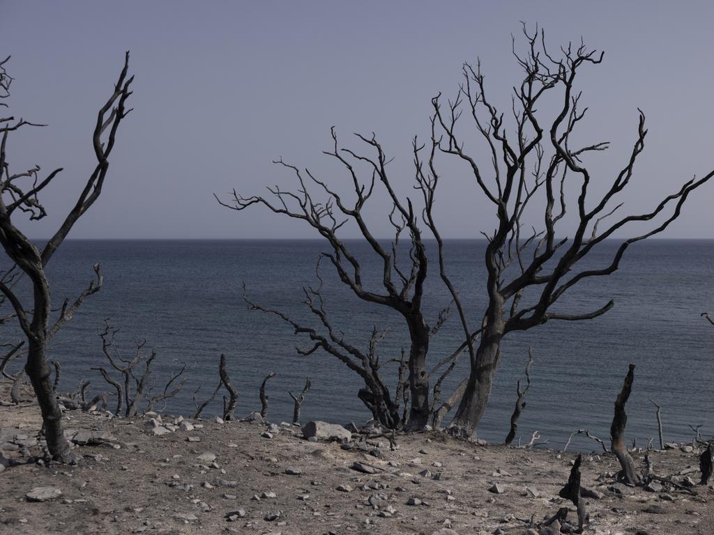 Burnt trees line the beach in Greece. The fires on Rhodes prompted preventive evacuations of tens of thousands of tourists in the middle of the high summer season. Picture: Getty Images