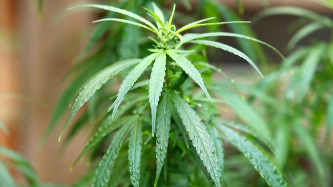 Users of medicinal marijuana would be banned from driving if it is legalised is SA. Picture: Peter Clark