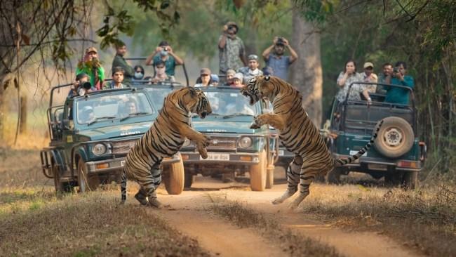 Was lucky to capture these 2 male tigers fighting in the air...taken in tadobatiger reserve, India