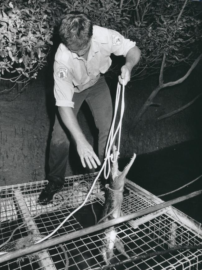 Conservation Commission wildlife ranger Brett Ottley removes the 1.4m saltwater crocodile from a trap in the Darwin Harbor.