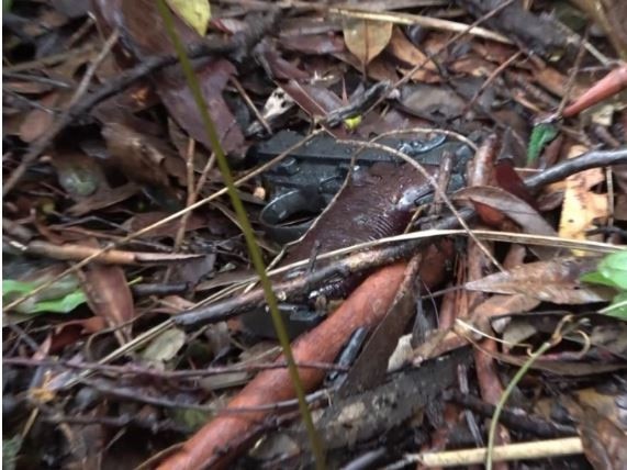 The gun was found in nearby bushland. Photo: NSW Police / Supplied