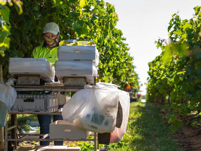 Undocumented workers of varied south-east Asian ethnicity pick table grapes on a farm outside of Mildura. The pandemic has seen their ability to earn wages soar as closed borders and the departure of foreign fruit pickers pushed the price of labour increasingly higher. Picture: Robert Klarich / The Australian