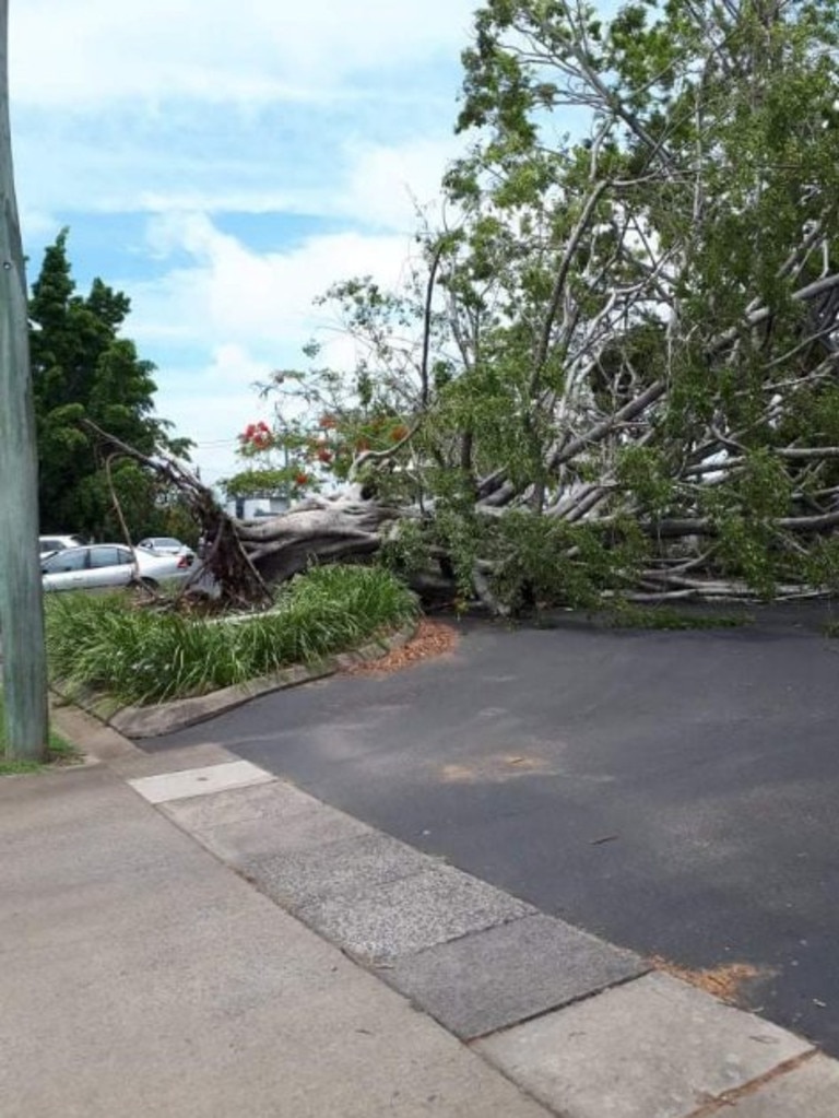 A grand old fig tree has fallen on Woongarra Street.