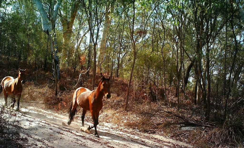 A brumby on Fraser Island.