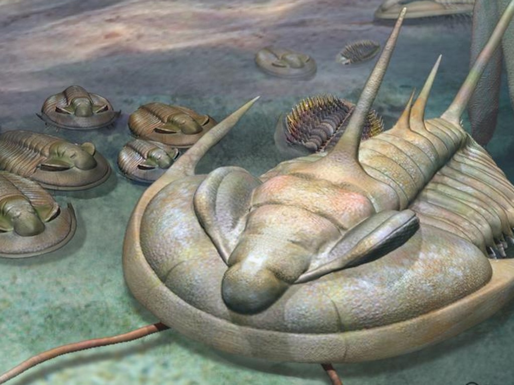 Fossil Of Giant New Species Of Trilodite Found On Kangaroo Island 