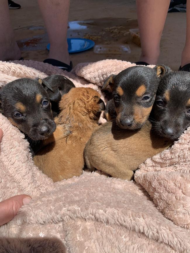 Some of the puppies found dumped in the bin, inside plastic bags. Picture: RSPCA SA