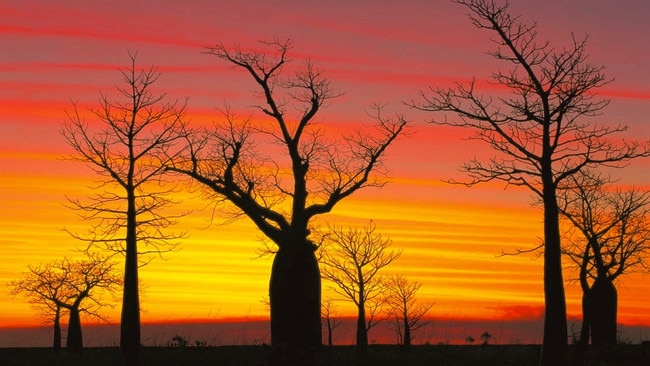 One of Steve Parish’s amazing photographs.