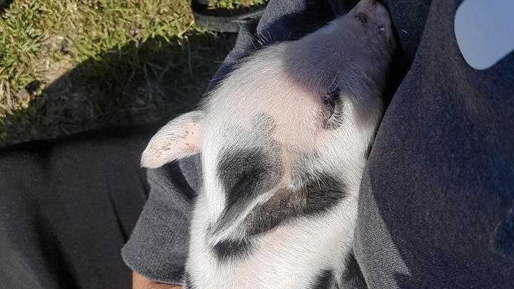 MISSING: Peppa&#39;s owner fears for the week-old piglet&#39;s welfare. Picture: Contributed