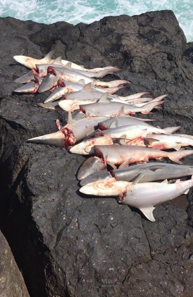 Shock images of the dead sharks.