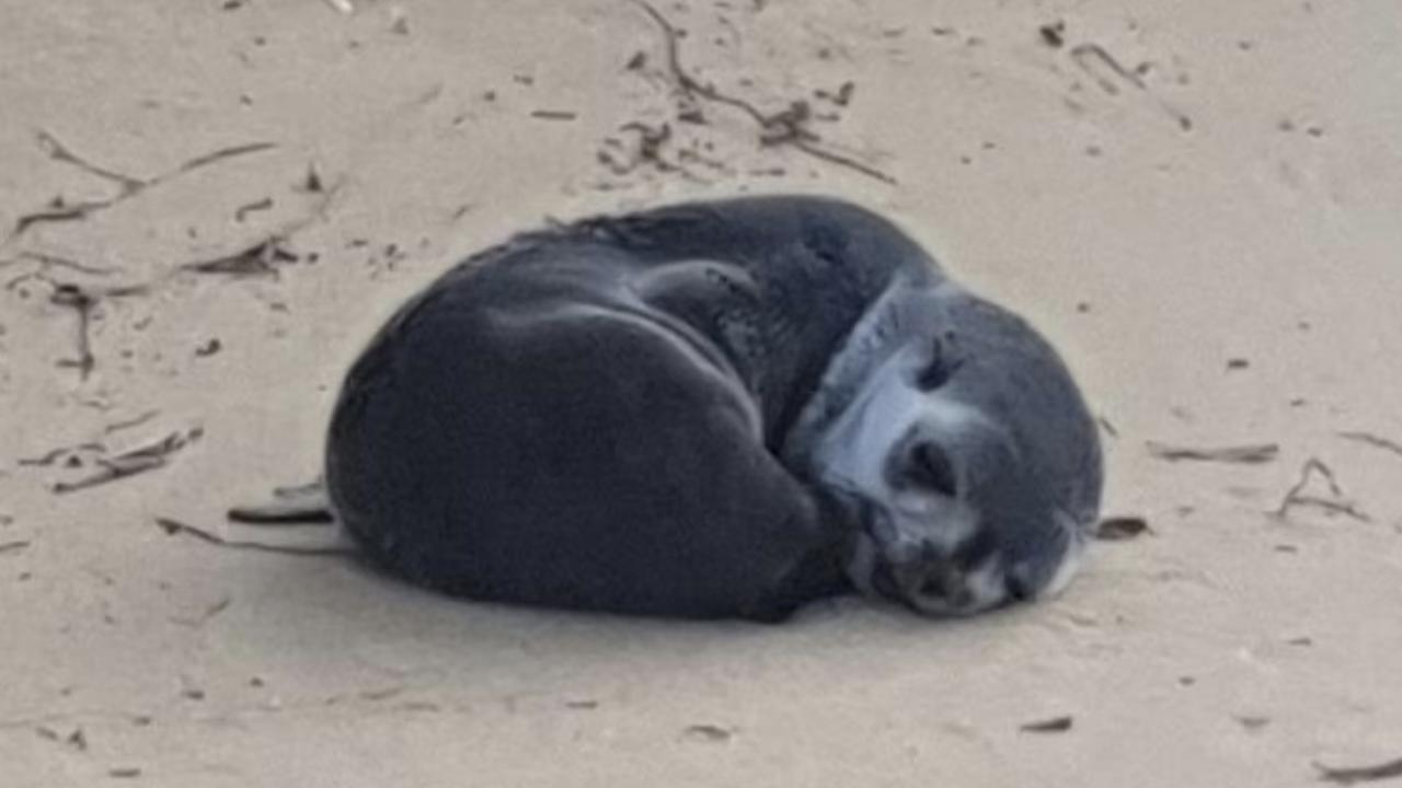 The juvenile sub-Antarctic fur seal was found with critical injuries on Lake Bunga Beach. Picture: Crime Stoppers Victoria