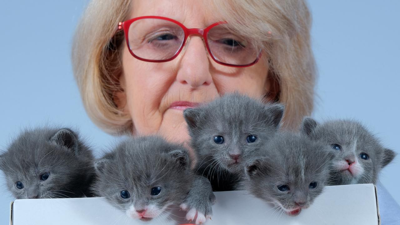 GAWS: Geelong animal shelter need kitten foster carers | Geelong Advertiser