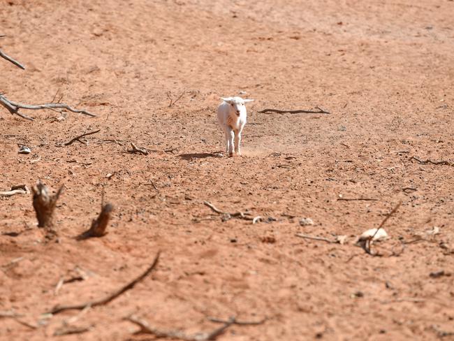 A lamb by itself surrounded by bare paddock near Wilcanni. Picture: AAP Image/David Mariuz