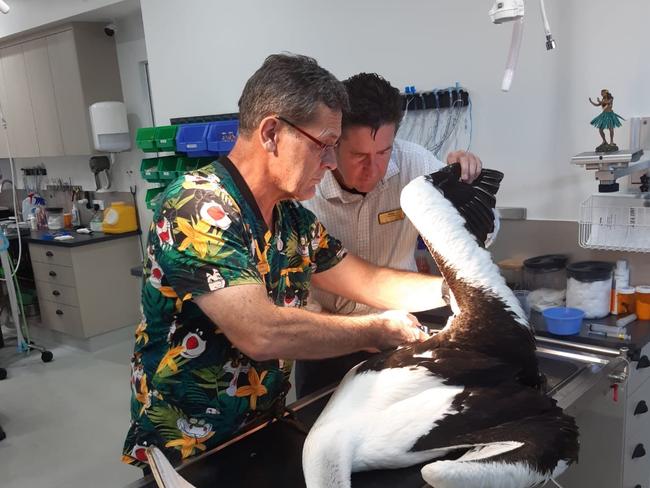 Doctors Steve and Evan operating on a pelican which had been hurt by a fishing lure.